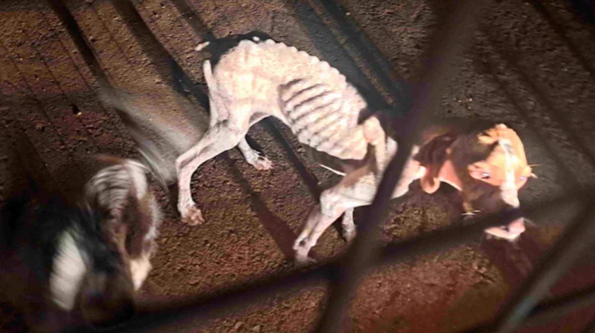 Képeket közölt a rendőrség: csontsoványra fogyott kutyákat hagytak hátra a gazdik - Fotók