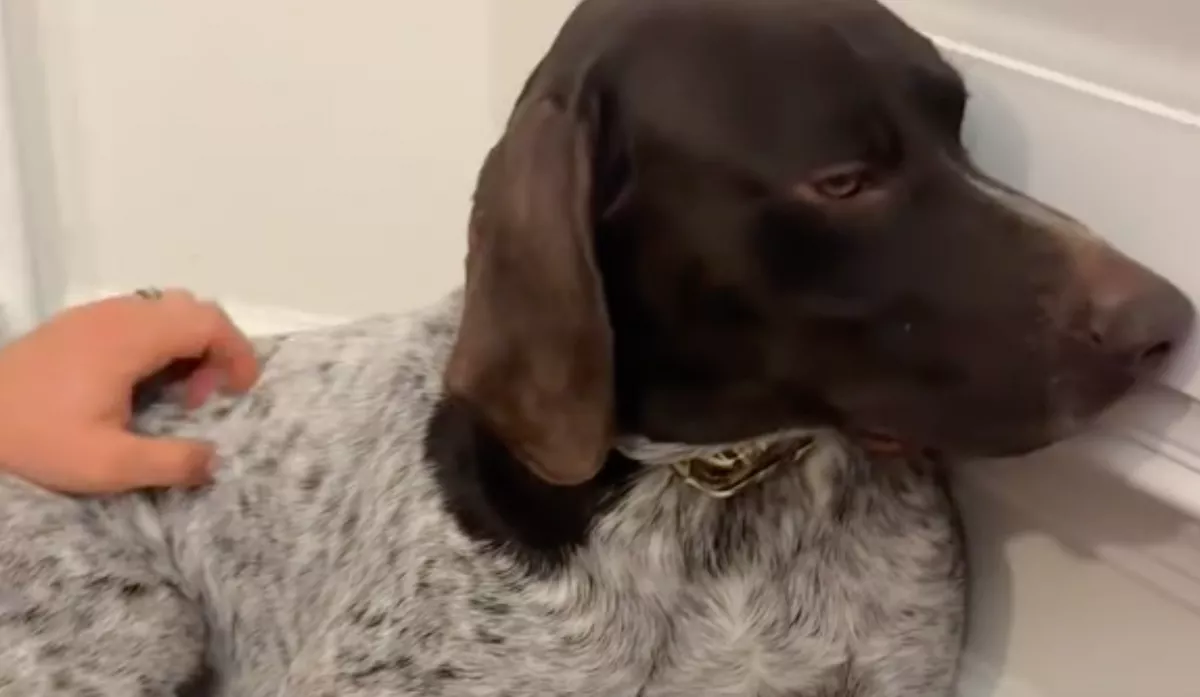 Belevágott a kutya karmába a gazdi: a reakcióján tízmilliók nevetnek - Videó