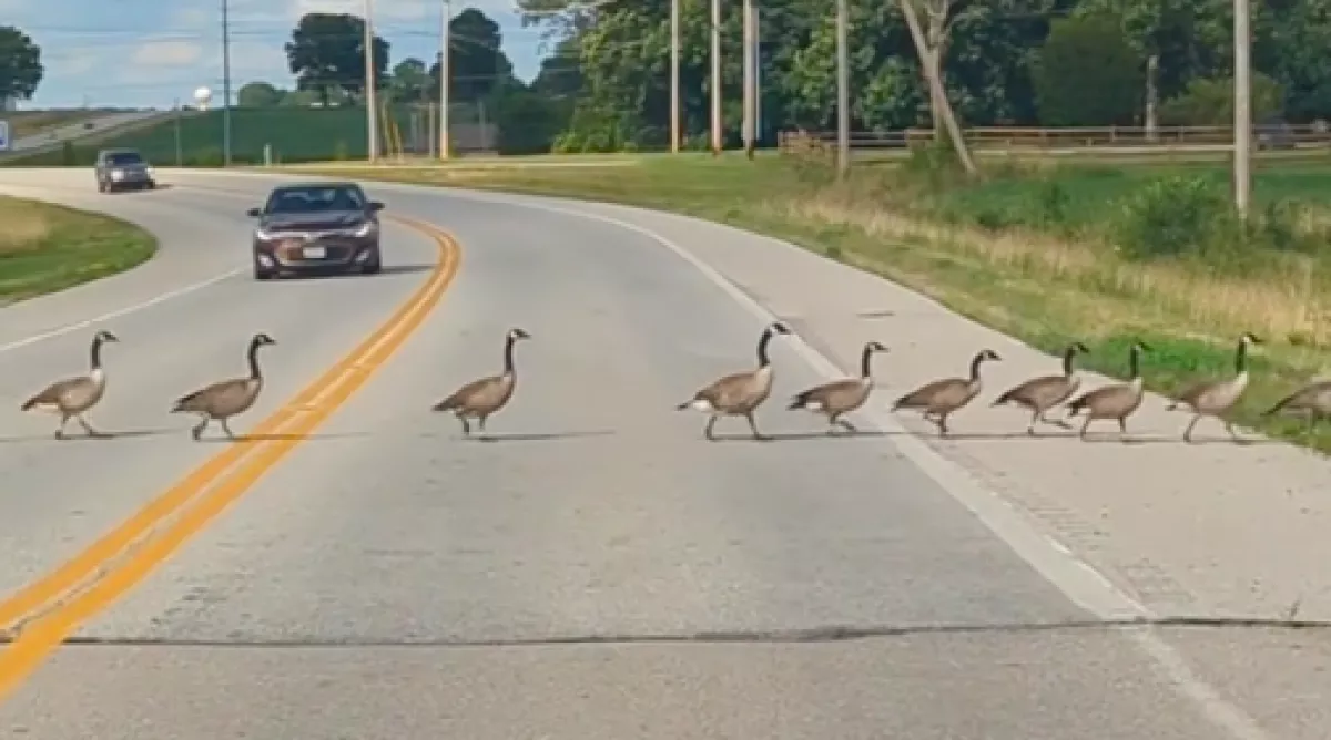 Azt hitte a sofőr, pár libát kell átengednie az úton: aztán elakadt a szava - Videó