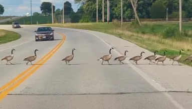 Azt hitte a sofőr, pár libát kell átengednie az úton: aztán elakadt a szava - Videó