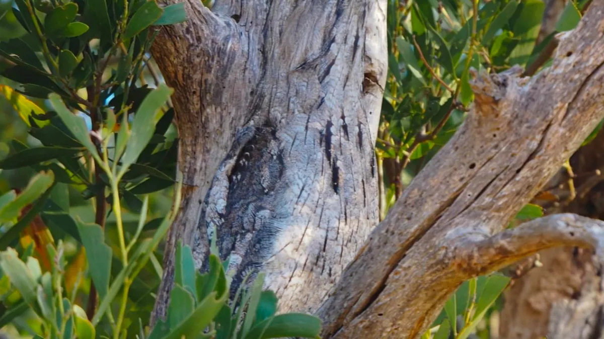 Kiposztolta az álcázott madár fotóit a férfi: a 2. képen minden világossá vált - Fotók