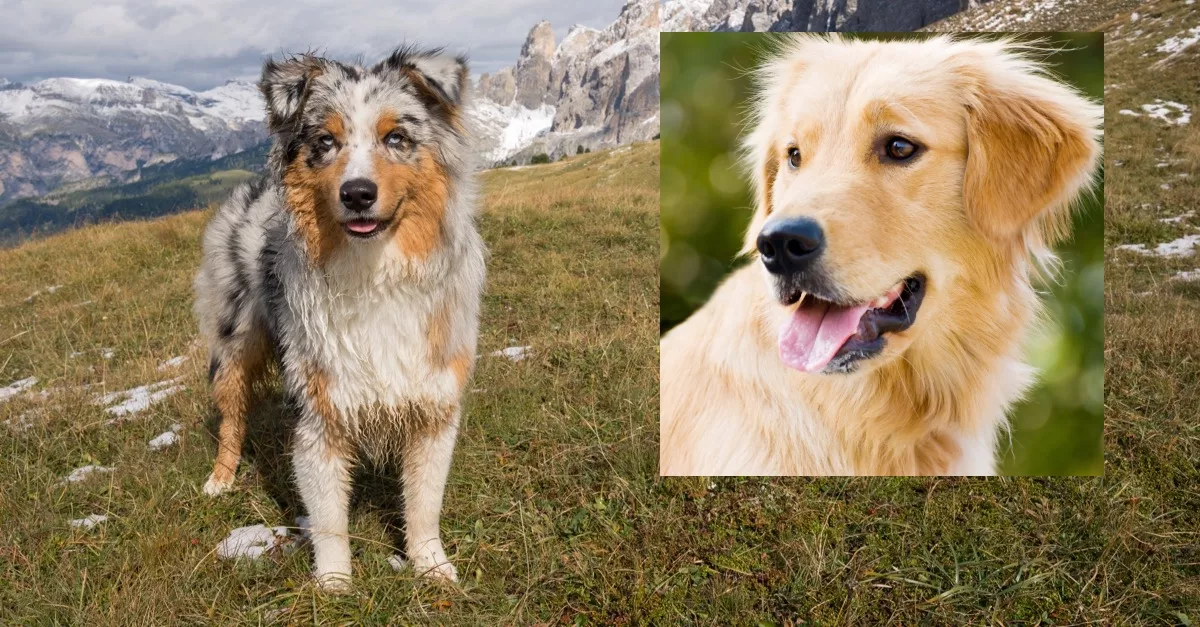 Ausztrál juhászkutya és golden retriever a szülők: a kölykük lenyűgözi a világot - Videó