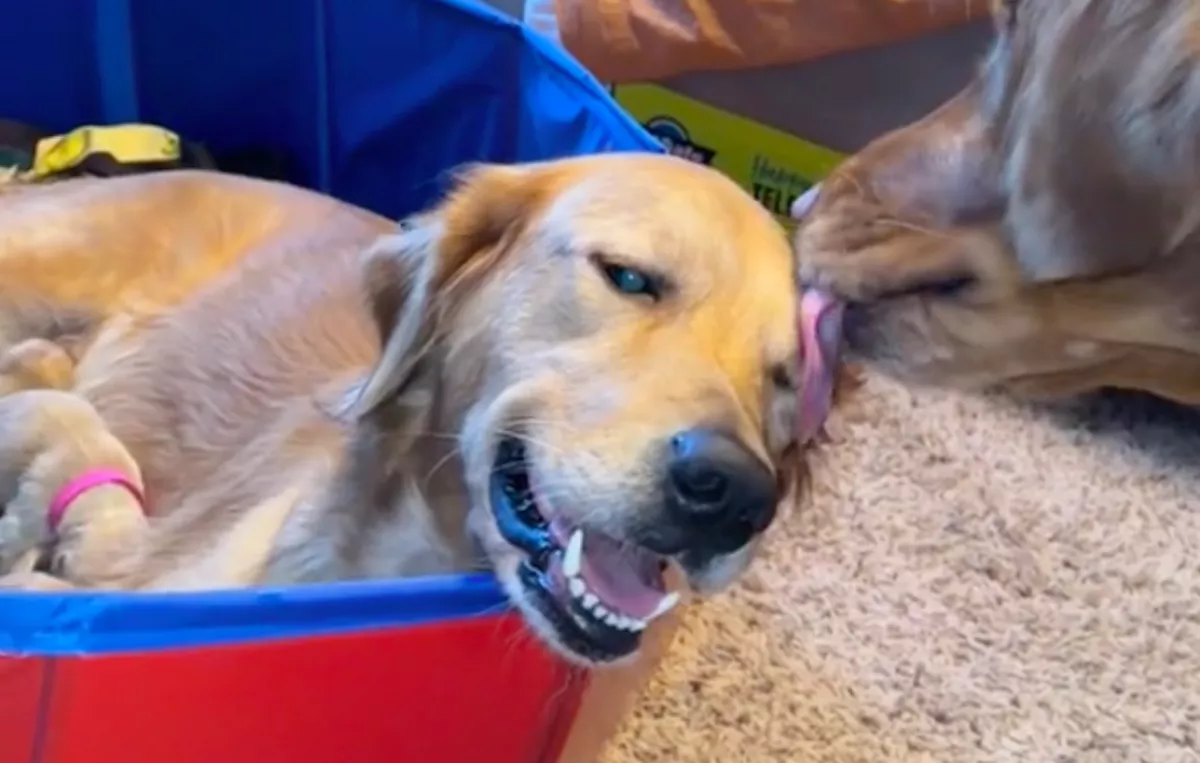 Kölykeik születtek a golden retrievereknek: majd a gazdik szívszorító döntést hoztak - Videó