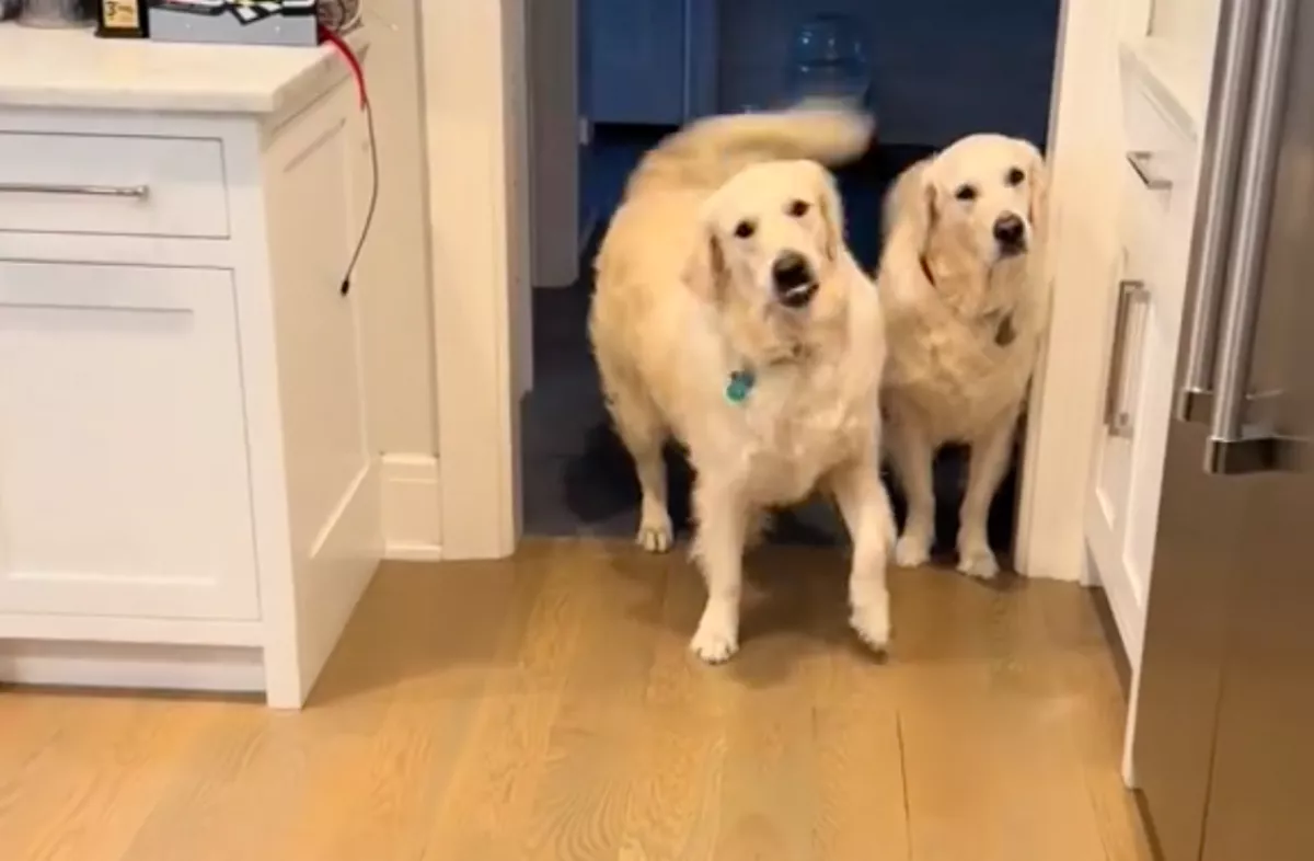 Jutalomfalatot szeretne a golden retriever: amit tesz, azon milliók nevetnek - Videó