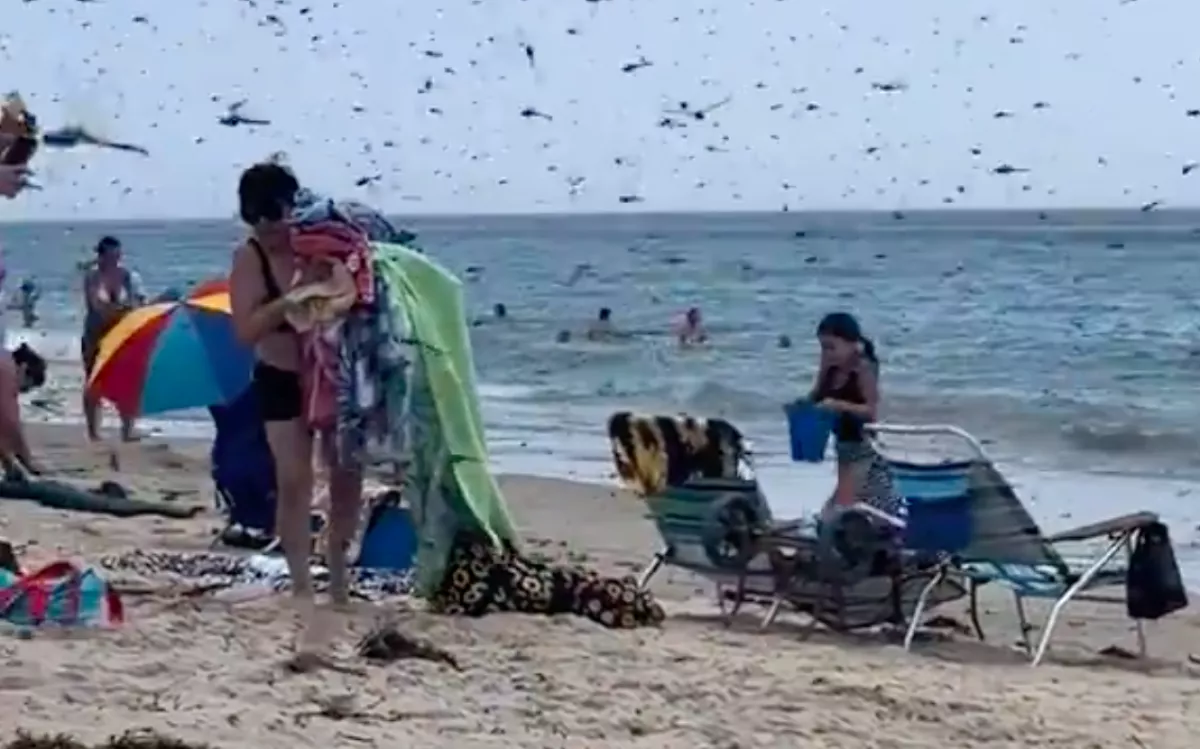 Fejvesztve menekültek az emberek: rovarinvázió a strandon - Videó