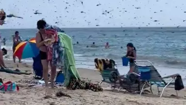 Fejvesztve menekültek az emberek: rovarinvázió a strandon - Videó