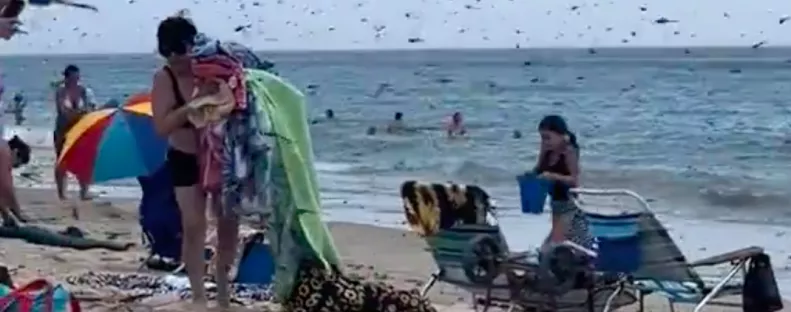 Fejvesztve menekültek az emberek: rovarinvázió a strandon - Videó