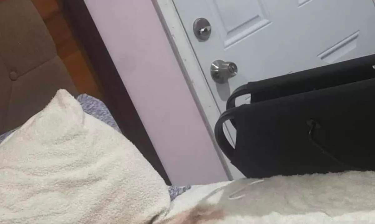 Zajt hall a család a vendégszobából: amikor az ágyra néznek, nem hisznek a szemüknek - Fotók