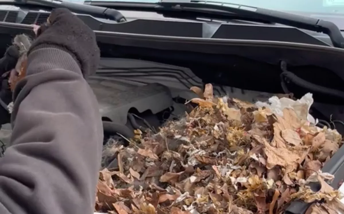 Nem indult az autó: amikor a sofőr benézett a motorháztető alá, összeszorult a szíve - Videó