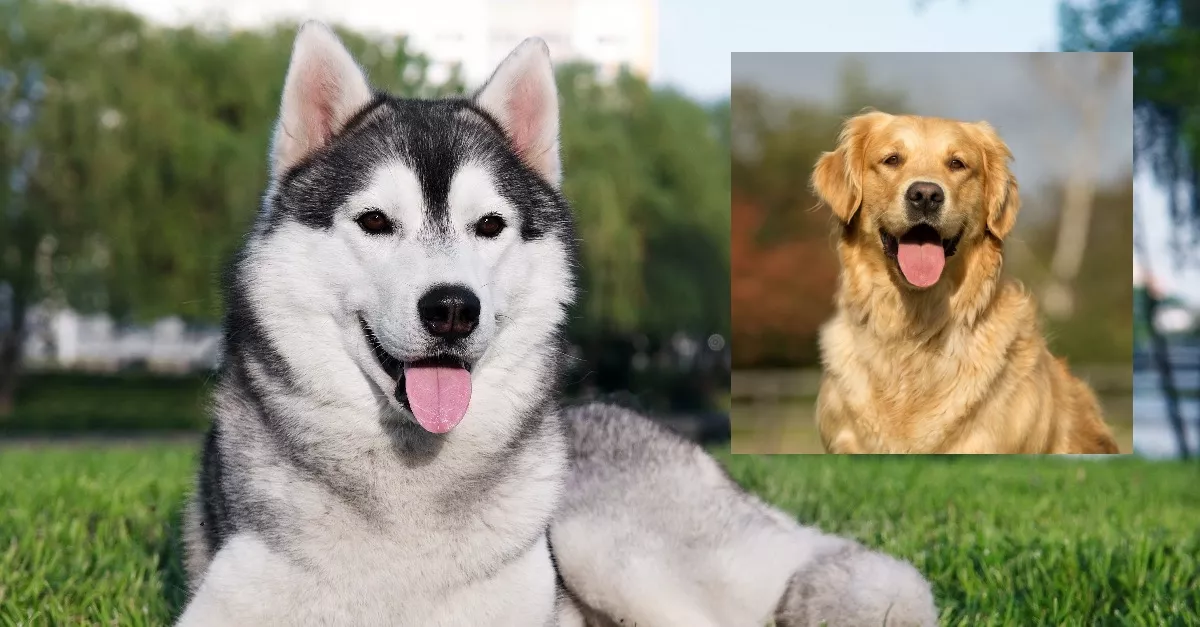Utódjai születtek a huskynak és a golden retrievernek: az eredmény lenyűgöző - Fotók