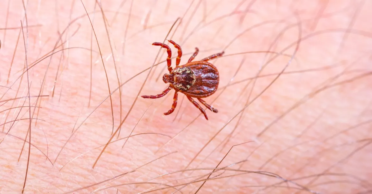 Ezt a növényt ültesd a kertbe és menekülni fognak a kullancsok