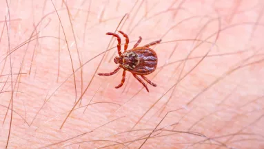 Halálos vírus: kullancscsípés miatt halt meg egy férfi