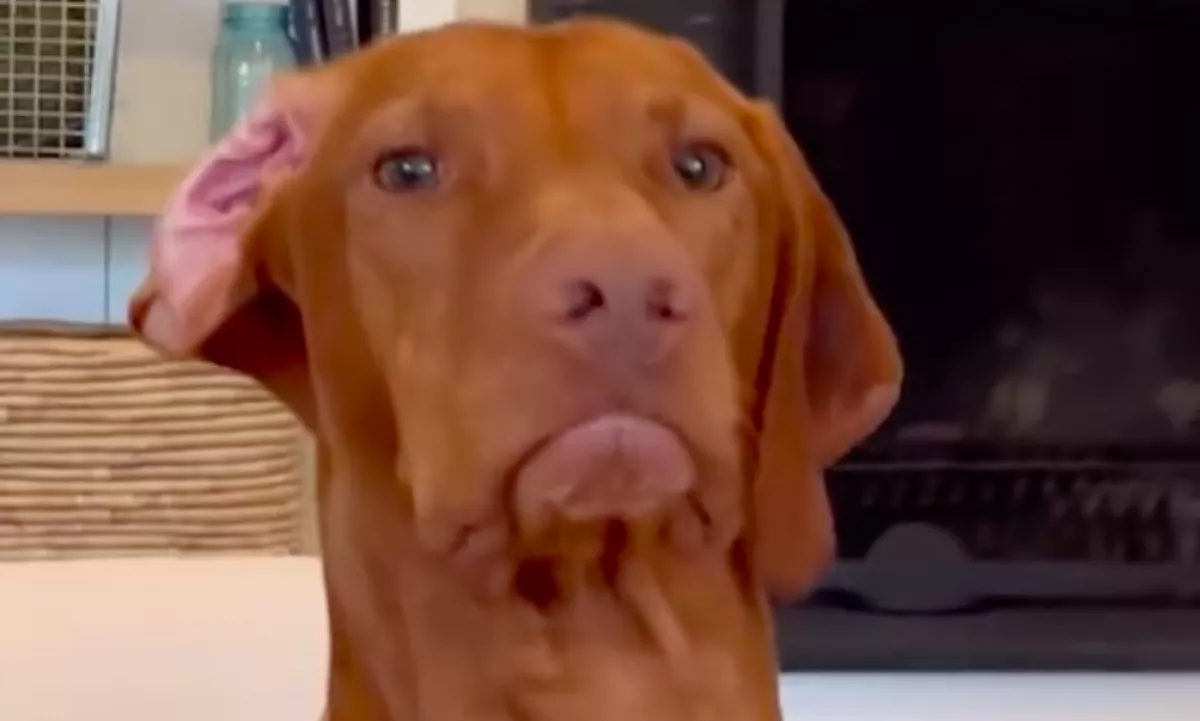 Arra kérik a vizslát, legyen jó a kutyanapköziben: amit tesz, azon pusztul a világ - Videó