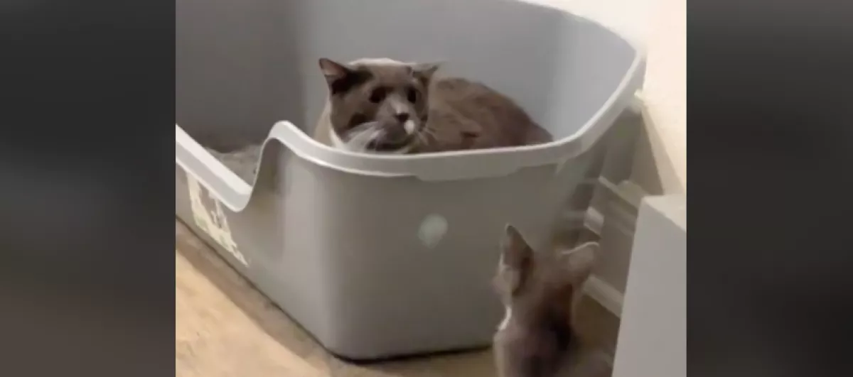 Két kutyával nőtt fel a kandúr: vicces, hogy reagált a család új kiscicájára - Videó