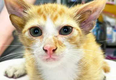 Négyfülű macskára bukkantak egy menhelyen: ezek a képek jönnek szembe a Facebookon - Fotók