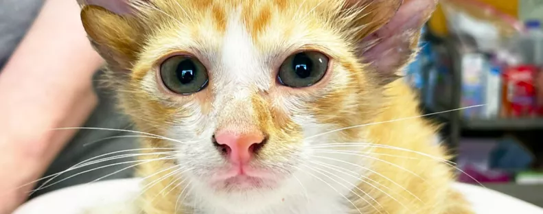 Négyfülű macskára bukkantak egy menhelyen: ezek a képek jönnek szembe a Facebookon - Fotók