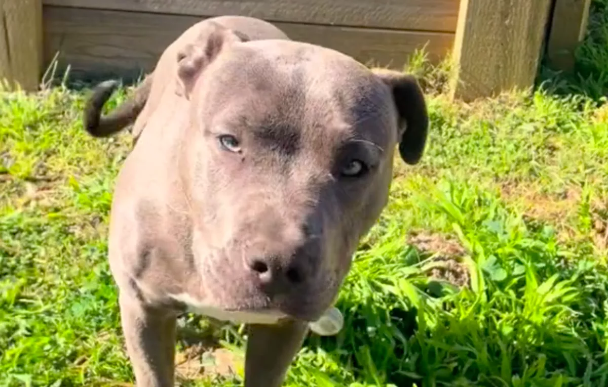 Nem akarta a kutya, hogy a gazdi meglássa az alagutat a kertben: megható, miért - Videó