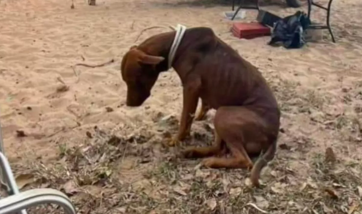 Arra sem volt ereje, hogy felemelje a fejét: utolsó pillanatban mentette meg a család ezt a kutyát - Fotók