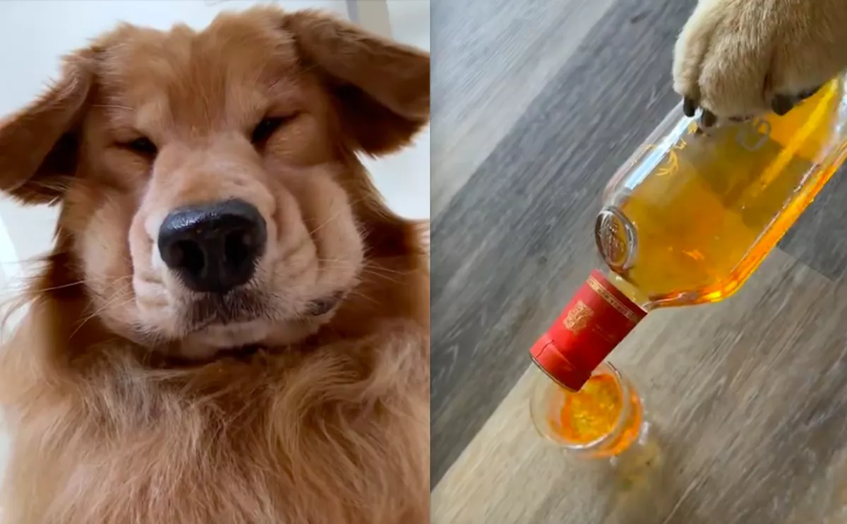 Bánatában, sírva rúgott be a golden retriever: az oka szemet nem hagy szárazon - Videó