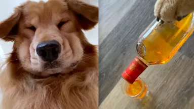 Bánatában, sírva rúgott be a golden retriever: az oka szemet nem hagy szárazon - Videó