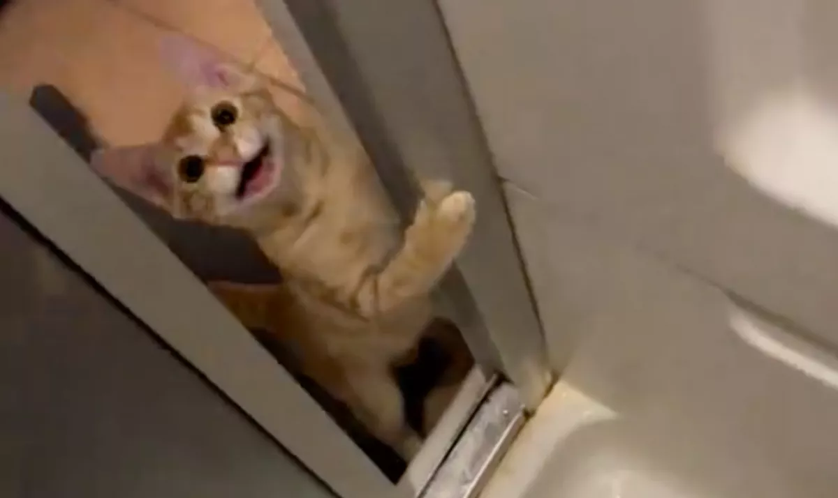 Megjelent a macska a zuhanyzóban: ami ezután történt, azon milliók röhögnek - Videó