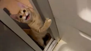 Megjelent a macska a zuhanyzóban: ami ezután történt, azon milliók röhögnek - Videó