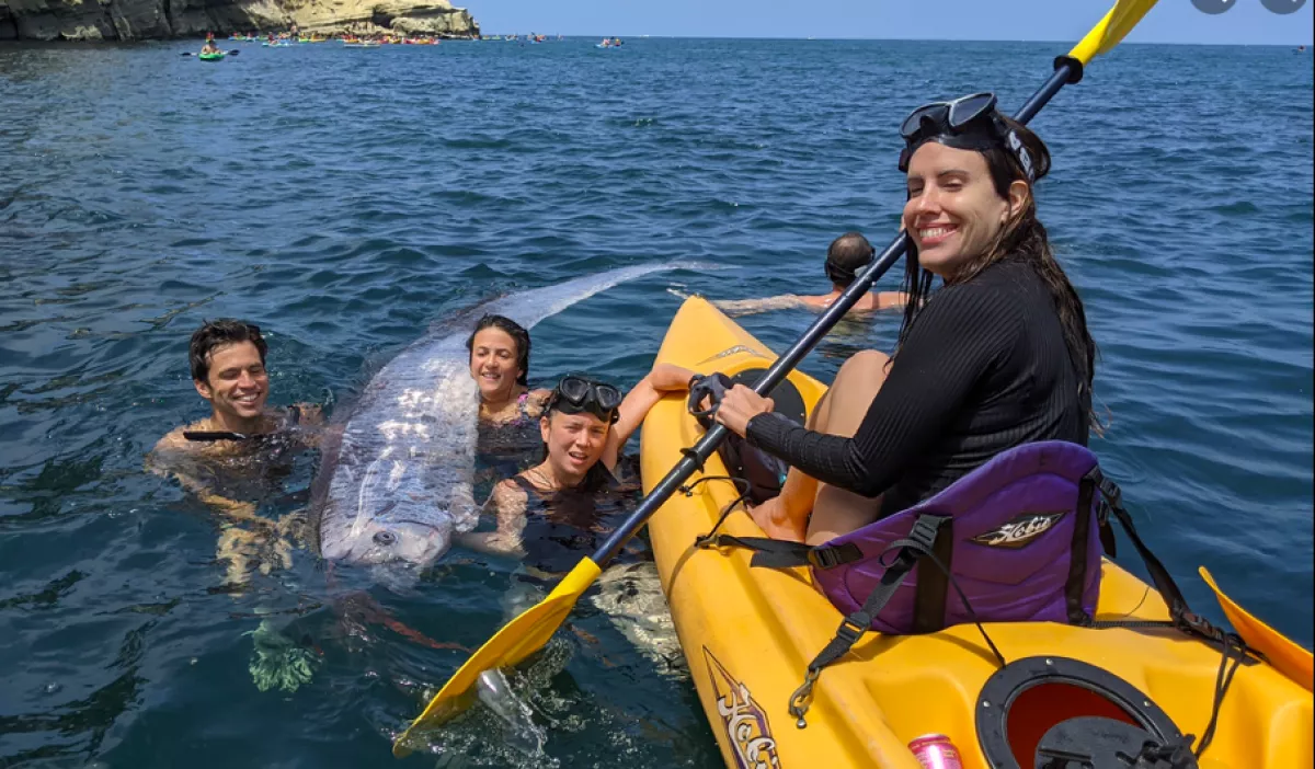 Mi úszik itt a vízben? Ritka mélytengeri lényt fedeztek fel strandolók - Videó