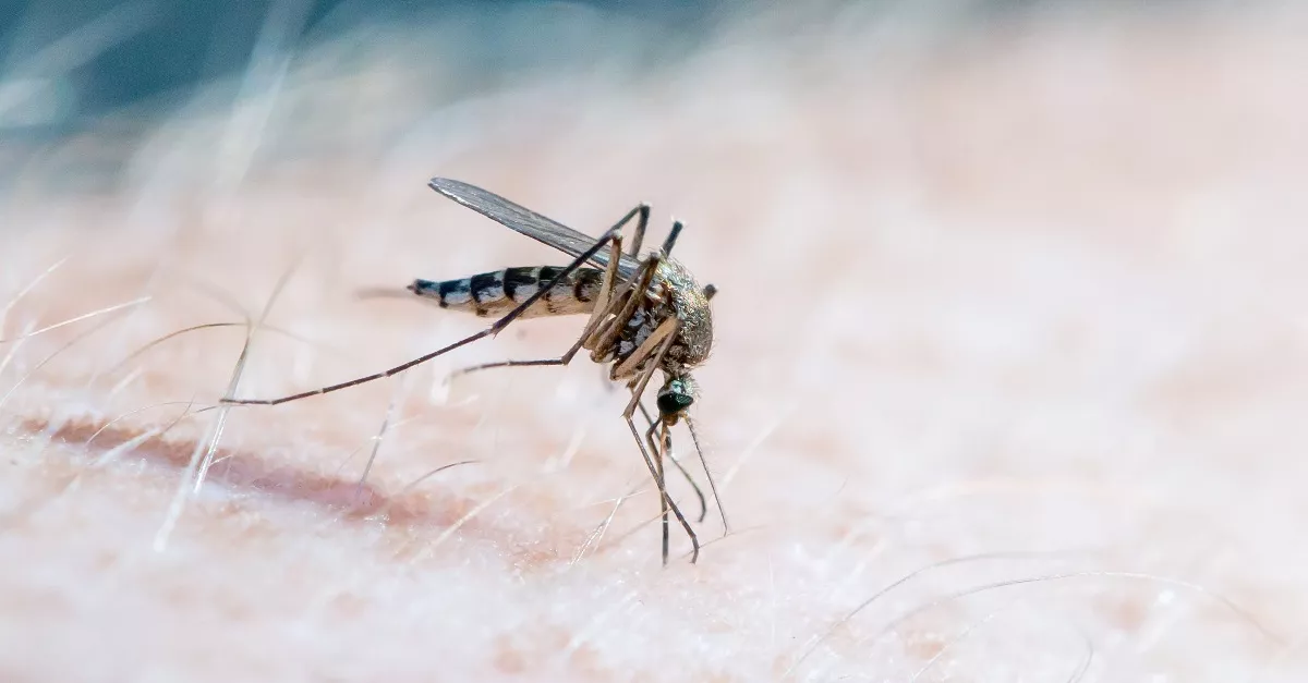 Azt hitte a férfi, egy szúnyog csípte meg: az életébe került