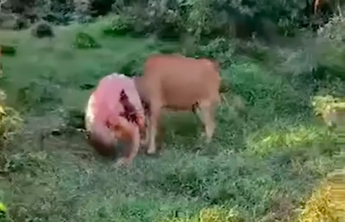 Meztelen turistára támadt egy tehén - Videóra vették