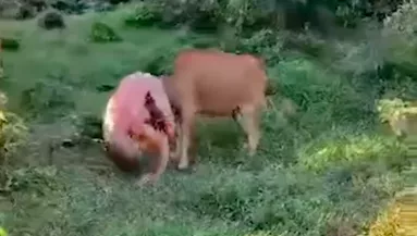 Meztelen turistára támadt egy tehén - Videóra vették