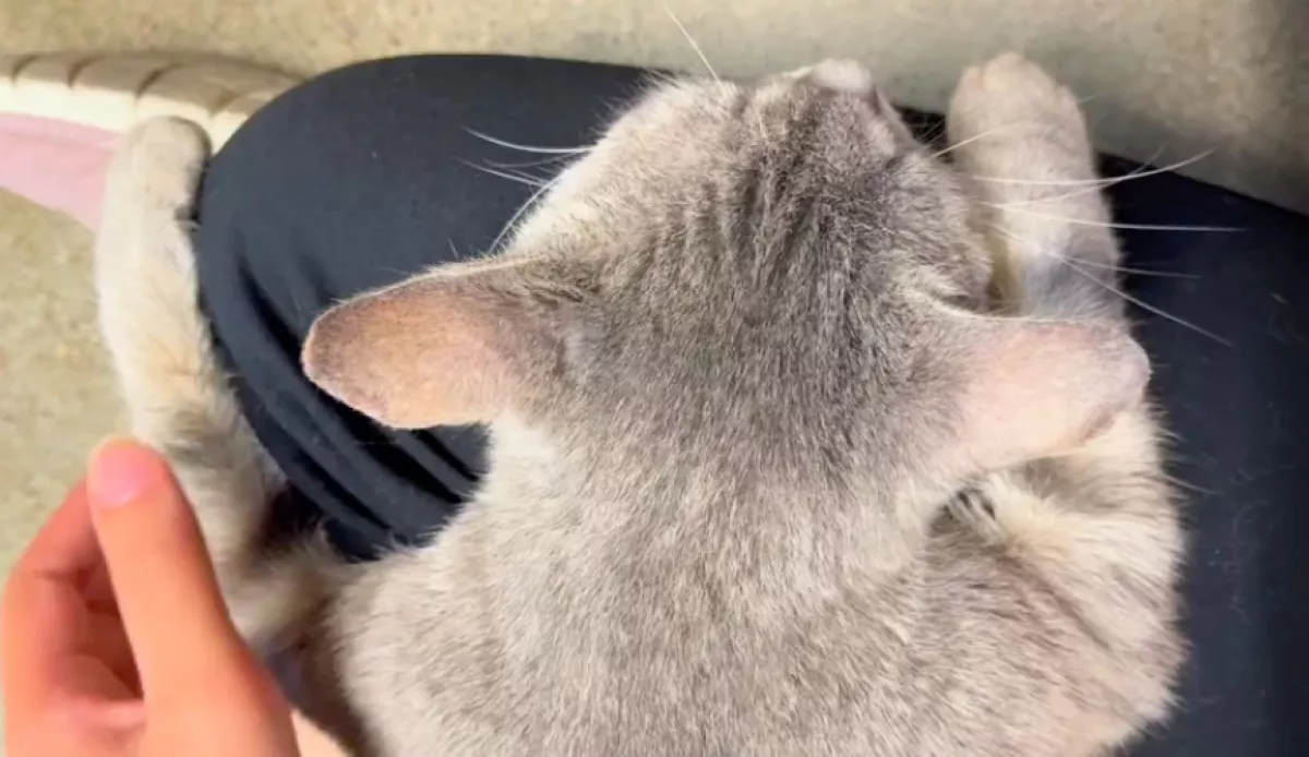 Meglátogatta a macskát a nő a menhelyen: amit a cica tett, összetörte - Videó