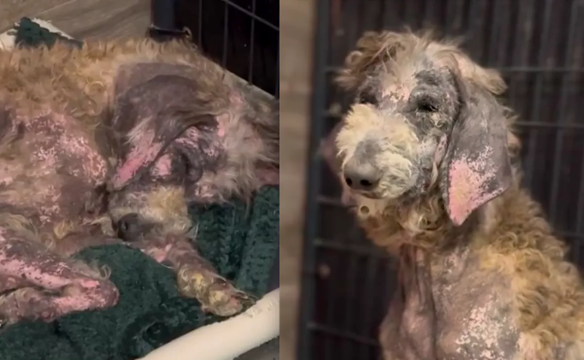 A végét járta a kutya, amikor megmentették: 8 héttel később rá se lehetett ismerni - Videó