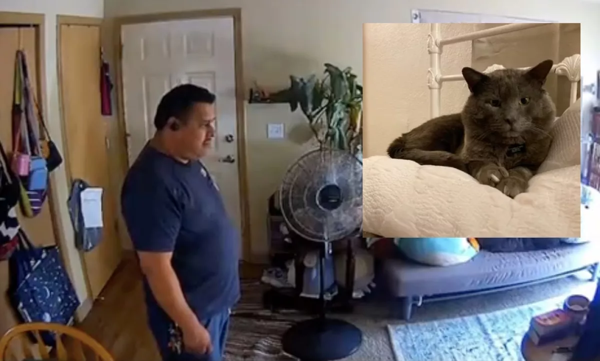 Amikor meglátta a nő a kamerán, mit csinál a gondozó a macskájával, azonnal megdöbbent - Videó