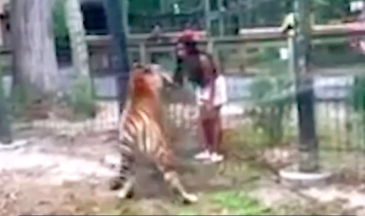 Átmászott az állatkert kerítésén a nő, majd benyúlt a tigrishez, hogy megsimogassa - Videó