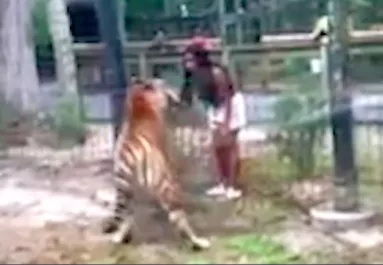 Átmászott az állatkert kerítésén a nő, majd benyúlt a tigrishez, hogy megsimogassa - Videó