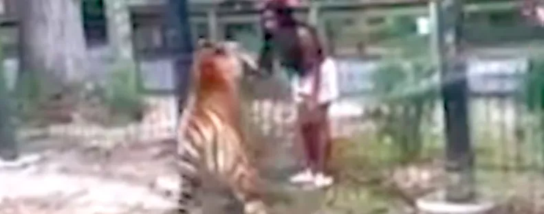 Átmászott az állatkert kerítésén a nő, majd benyúlt a tigrishez, hogy megsimogassa - Videó