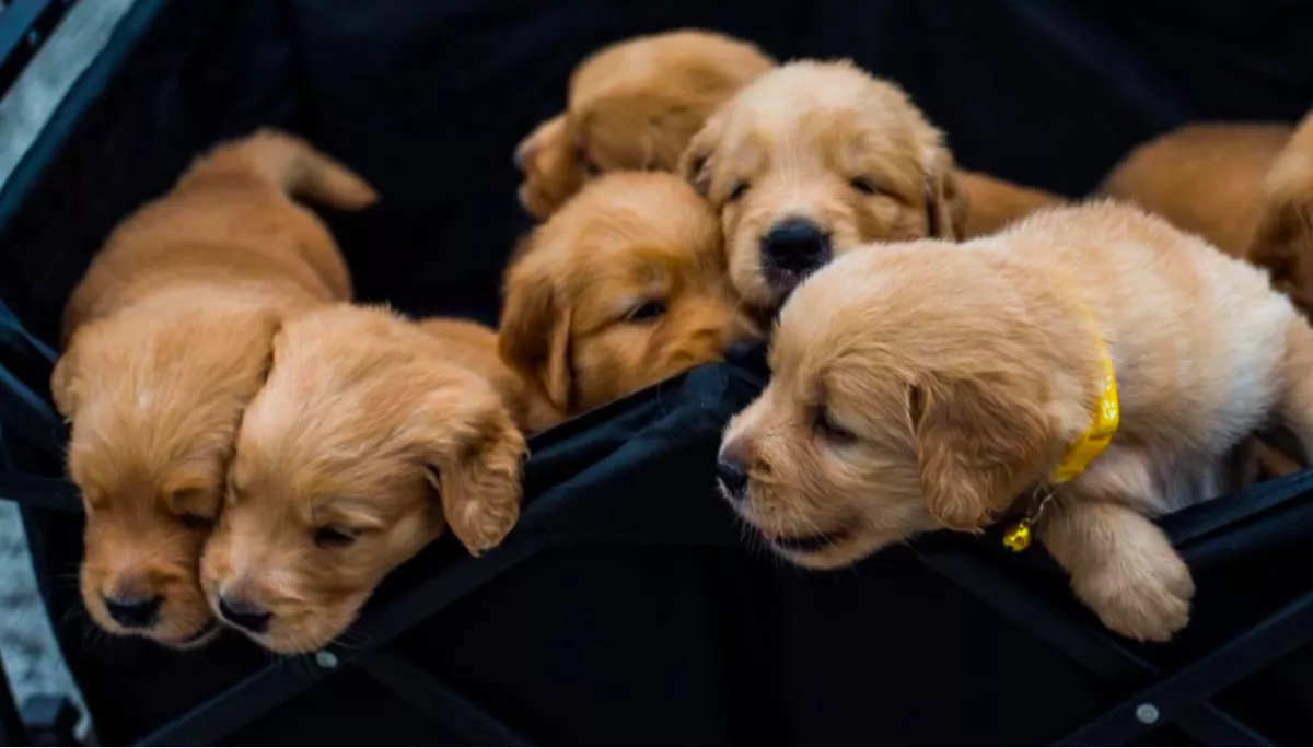 Tesztelte a nő, mi történik, ha vonyít: a golden retriever kölykök reakciója milliós siker - Videó