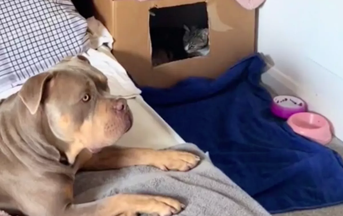 Nem hagyta a kutya magára a cicát a kölykei születése alatt: az ok milliókat hat meg - Videó