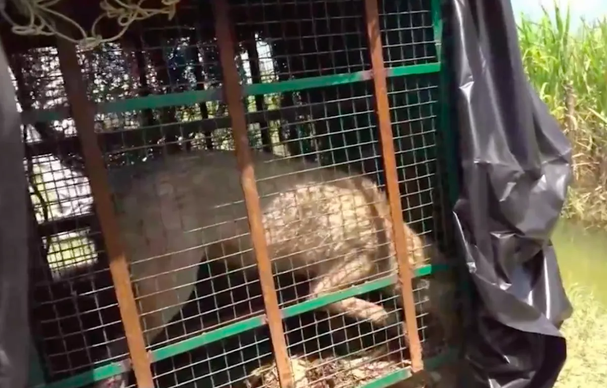 Már hét halott gyerek! Emberevő farkasok terrorizálják a régiót - Videó