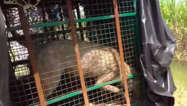 Már hét halott gyerek! Emberevő farkasok terrorizálják a régiót - Videó