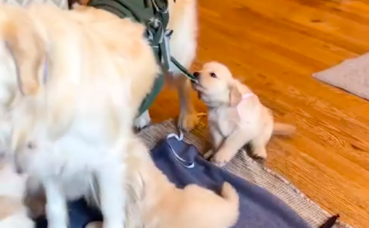 Dühös a golden retriever kölyök, hogy bezárt a tejcsarnok: aztán mindenkit megnevettet - Videó