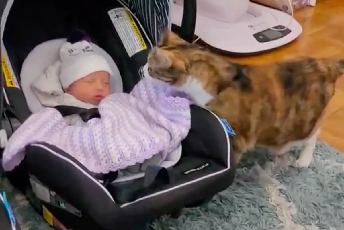 Először találkozott a macska az ikerbabákkal: a reakciója senkit nem hagy hidegen - Videó