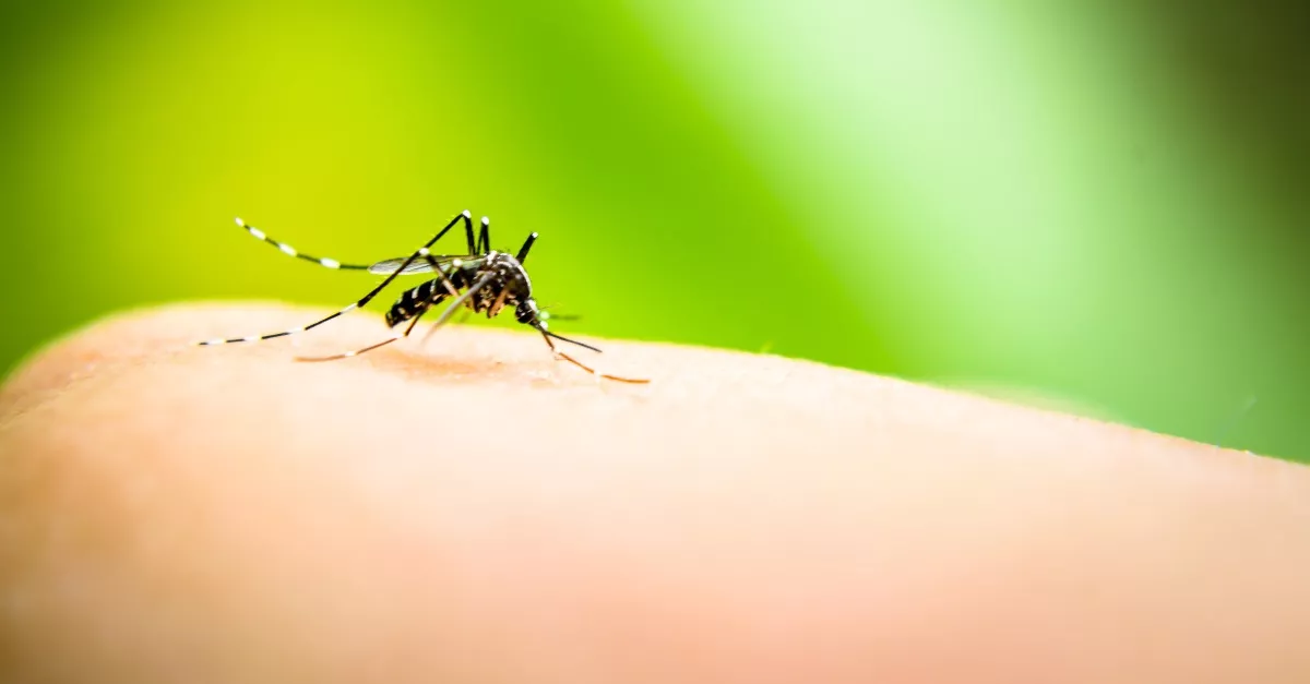 Nyugat-nílusi láz: egy hét alatt 11 magyar beteget találtak