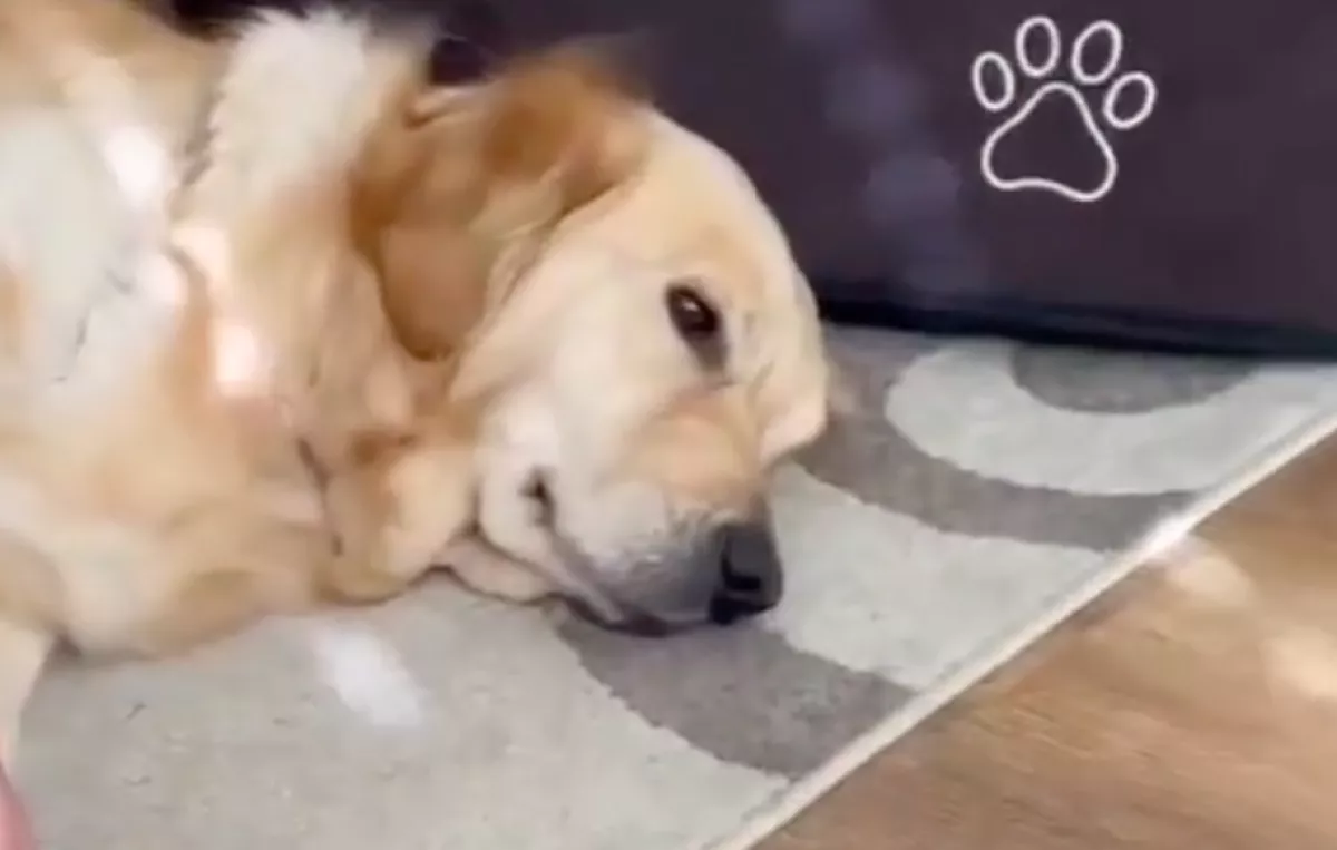 Vágják a golden retriever karmait: a labrador reakcióján pusztul a világ - Videó