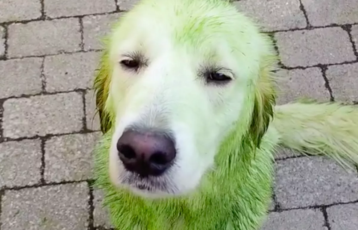 A gazdi nincs elragadtatva: mire gondolt ez a golden retriever?  - Videó