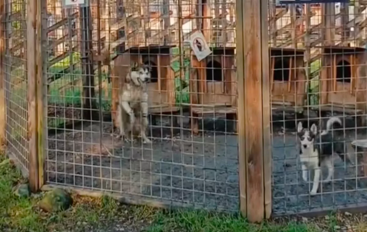 Felugrik a husky a kerítésre: amit ezután tesz, megdöbbenti a világot - Videó