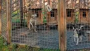 Felugrik a husky a kerítésre: amit ezután tesz, megdöbbenti a világot - Videó