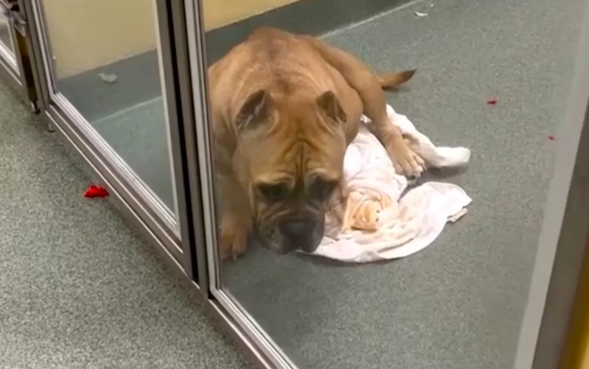 Nem sokkal az örökbefogadás után került vissza a menhelyre: a kutya reakcióját fájdalmas nézni is - Videó