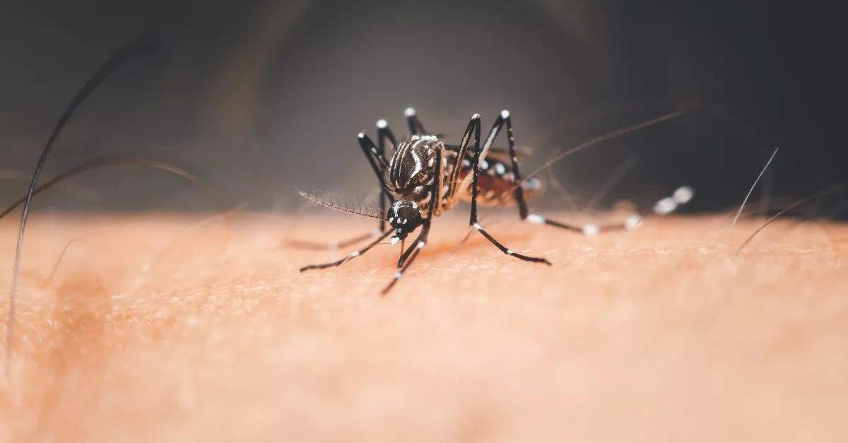 Aggasztó rekord: 14 nyugat-nílusi lázzal fertőzött beteget találtak Magyarországon egy hét alatt 