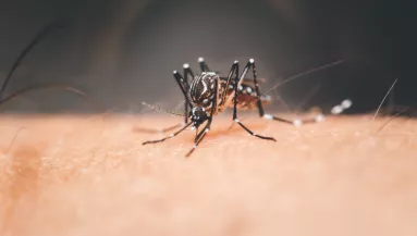 Aggasztó rekord: 14 nyugat-nílusi lázzal fertőzött beteget találtak Magyarországon egy hét alatt 